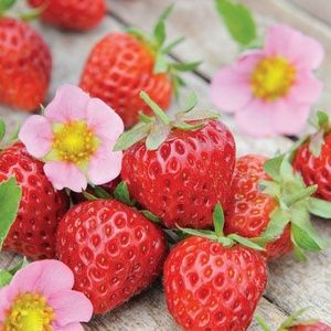 Meet your Posher, Alia